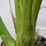 Cymbidium Orchid - грижи в дома, основанието за разсаждане и снимки