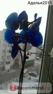 Orchid phalaenopsis - „Phalaenopsis orchidea - az egyik szerény szín