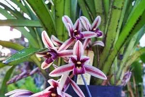 Cymbidium Orchid как правилно да се грижи за, хранене, полива