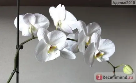 Orchid phalaenopsis - „Phalaenopsis orchidea - az egyik szerény szín