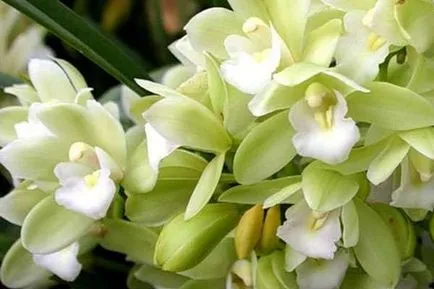 Cymbidium Orchid cum să aibă grijă în mod corespunzător pentru, hrana pentru animale, udate