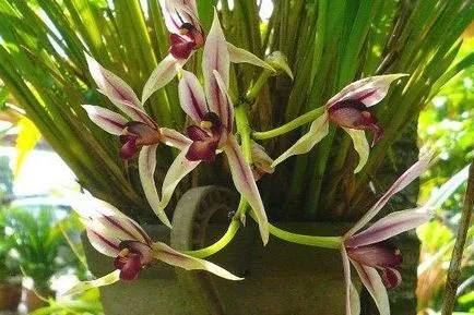 Cymbidium Orchid cum să aibă grijă în mod corespunzător pentru, hrana pentru animale, udate