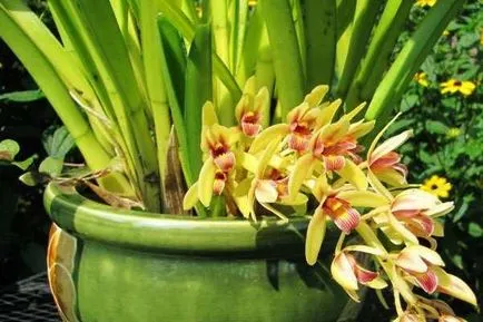 Cymbidium Orchid cum să aibă grijă în mod corespunzător pentru, hrana pentru animale, udate