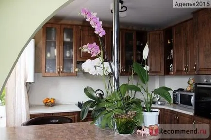 Orchid Phalaenopsis - 