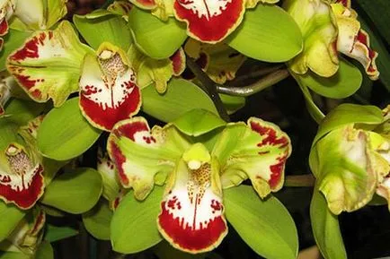 Cymbidium Orchid как правилно да се грижи за, хранене, полива