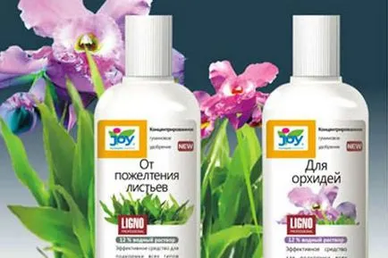 Cymbidium Orchid cum să aibă grijă în mod corespunzător pentru, hrana pentru animale, udate