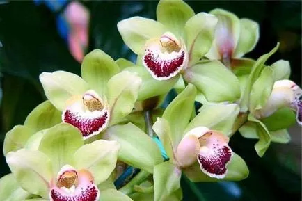Cymbidium Orchid cum să aibă grijă în mod corespunzător pentru, hrana pentru animale, udate