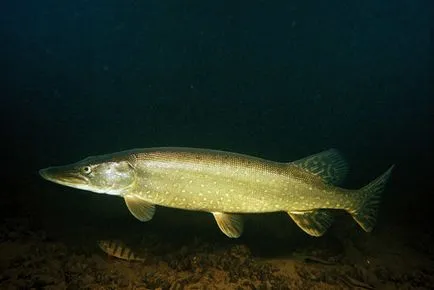 Jellemzők éjszaka spearfishing