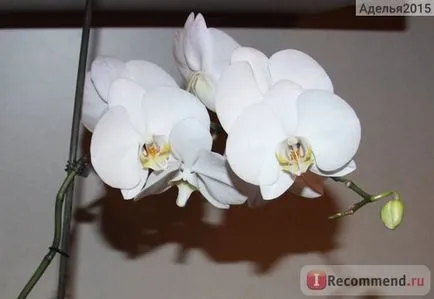 Orchid phalaenopsis - „Phalaenopsis orchidea - az egyik szerény szín