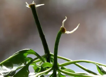 Jellemzői reprodukciós crossandra fejlődő növények magok és dugványok