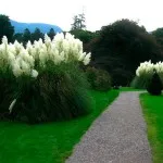 plantare iarbă Pampas și de îngrijire - Foto