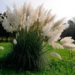 plantare iarbă Pampas și de îngrijire - Foto