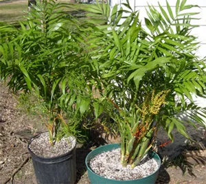 Палма Chamaedorea - стайни растения