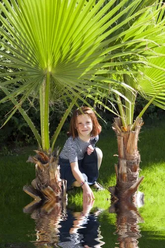 Washingtonia de îngrijire de palmier la domiciliu, fotografie, cultivare, tipuri