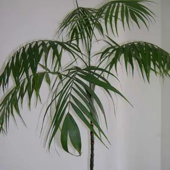 Palma Chamaedorea descriere, îngrijire și creștere de flori la domiciliu, numele speciei