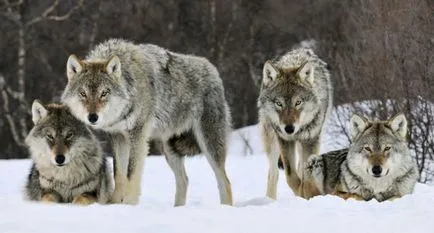 Wolf методи и възможности за лов, онлайн проект ще оцелее