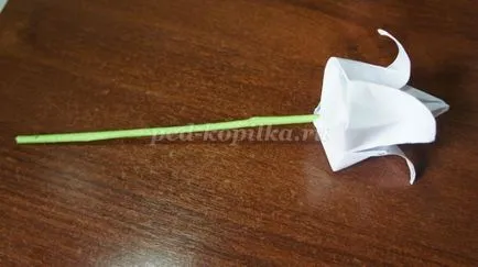 Card tulipán kezüket 1