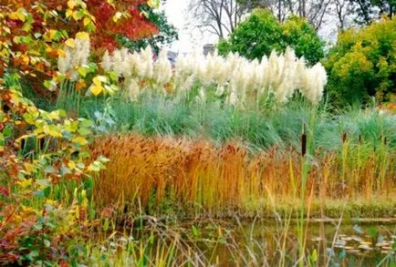 plantare iarbă Pampas și de îngrijire - Foto