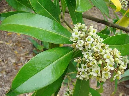 Paraguayan ceai Holly plantelor, proprietățile utile ale băuturii de ilice