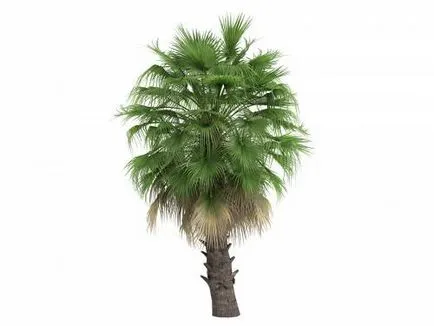 Washingtonia de îngrijire de palmier la domiciliu, fotografie, cultivare, tipuri