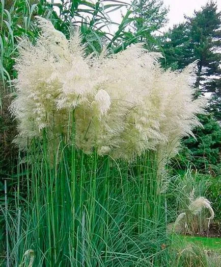 plantare iarbă Pampas și de îngrijire - Foto