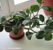 peperomiya Peperomia