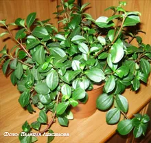 peperomiya peperomia