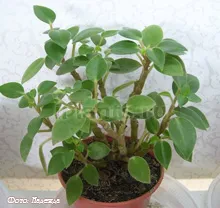 peperomiya Peperomia