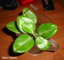 peperomiya Peperomia