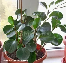 Peperomia peperomiya