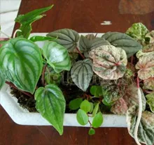 peperomiya peperomia