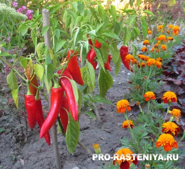 Fűszerpaprika termesztés és karbantartása - Mezei növénytermesztési