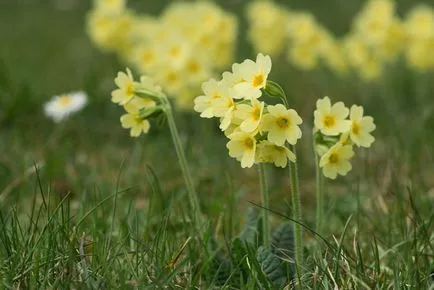 Primrose hasznos tulajdonságok, ellenjavallatok, receptek