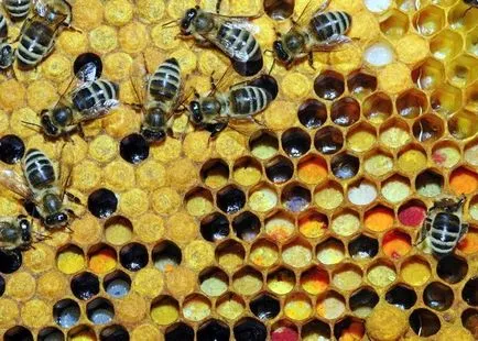 Bee pollen immunitás