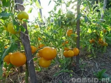 tomate Pasynkovanie, sfaturi utile