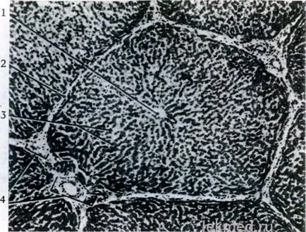 Ficatul - sistemul organismului (histologia)