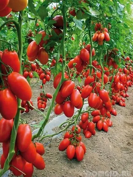 tomate Pasynkovanie, sfaturi utile