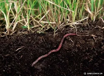 Worms eső félelmetes erő I legyőzte őket szürkehályog Szemészeti hályog újság nagymama -