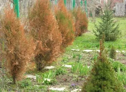 arborvitae de iarnă