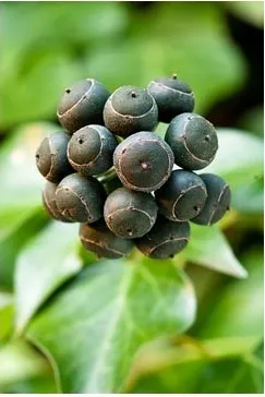 Ivy - видове, грижи, размножаване, Greenhome
