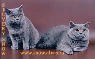 Crescatoria de pisici britanice de argint zăpadă 8 (916) 4261818