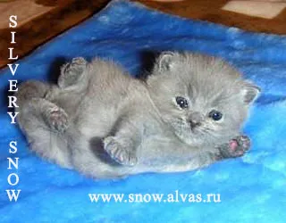 Crescatoria de pisici britanice de argint zăpadă 8 (916) 4261818