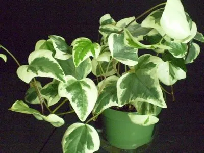 Ivy - típusok, gondozás, tenyésztés, Greenhome