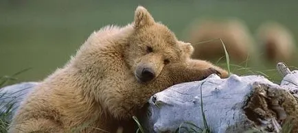 Защо мечки любов мед