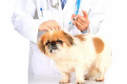 Пироплазмозата в кучета симптоми, лечение, инкубационен период, симптоми, последствия, превенция