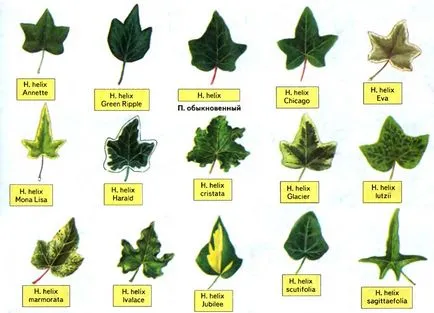 Ivy - típusok, gondozás, tenyésztés, Greenhome