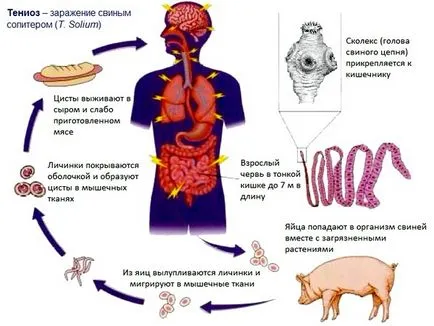 paraziți platelminții descrierea generală, forme de infectie, tratamentul