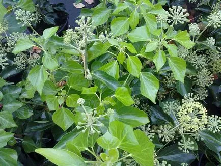Ivy - típusok, gondozás, tenyésztés, Greenhome