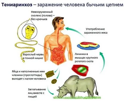 paraziți platelminții descrierea generală, forme de infectie, tratamentul