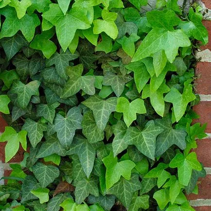 Ivy - típusok, gondozás, tenyésztés, Greenhome